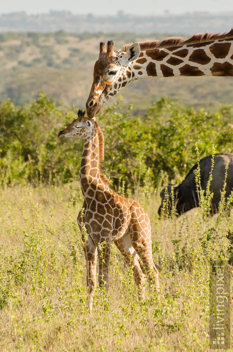 Giraffe (Giraffe)