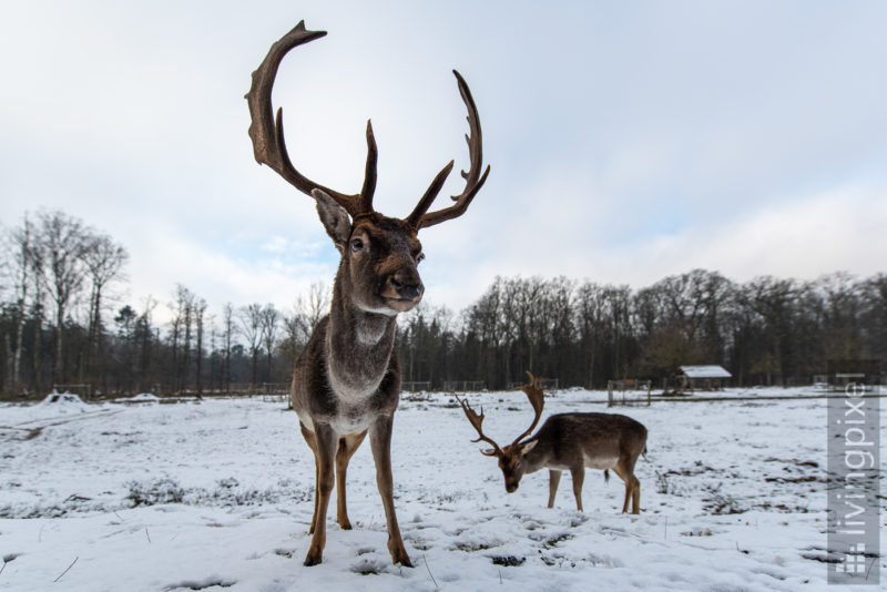 Damhirsch (Fallow deer)