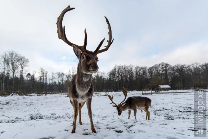 Damhirsch (Fallow deer)
