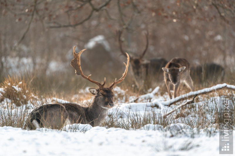 Damhirsch (Fallow deer)