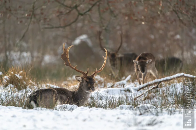 Damhirsch (Fallow deer)