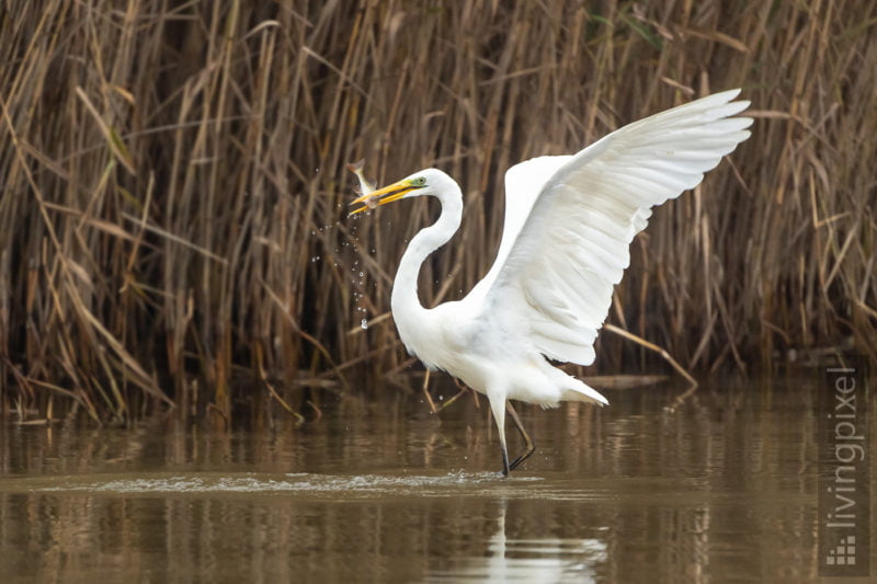 Silberreiher (Great egret)