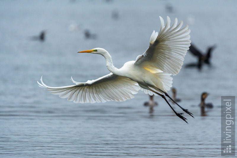 Silberreiher (Great egret)