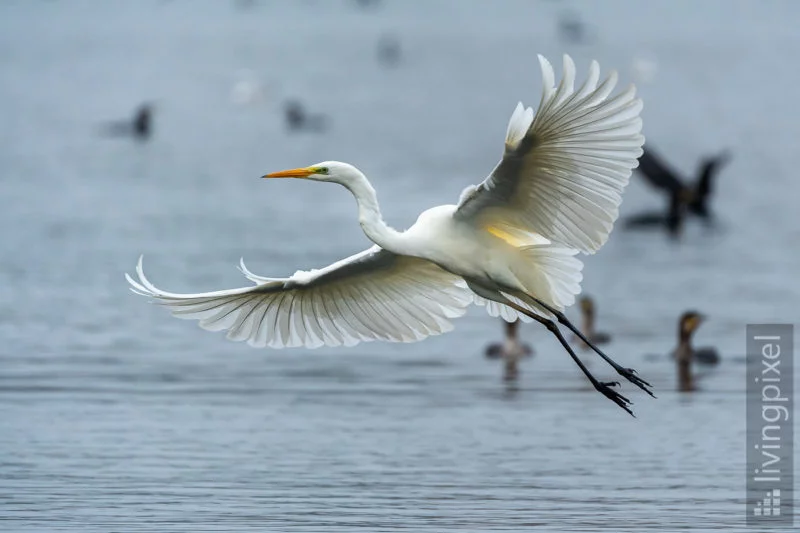 Silberreiher (Great egret)