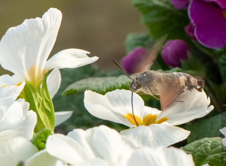 Taubenschwänzchen (Hummingbird hawk-moth)