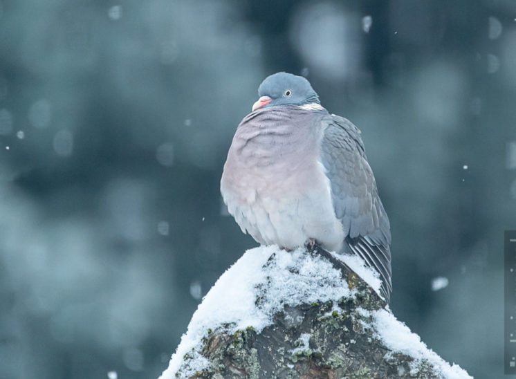 Ringeltaube (Columba palumbus)