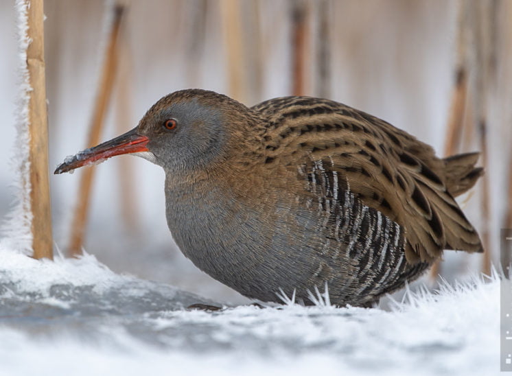 Wasserralle (Water rail)