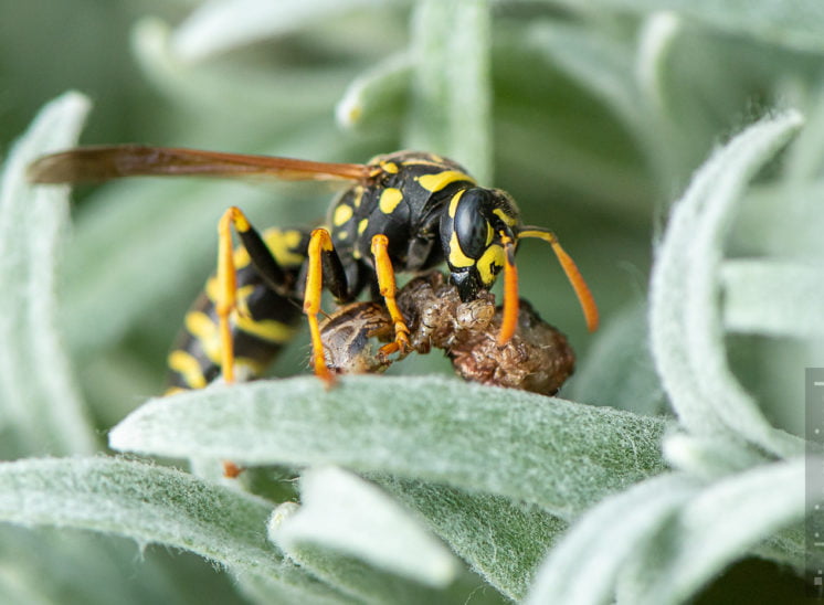 Haus-Feldwespe (European paper wasp)