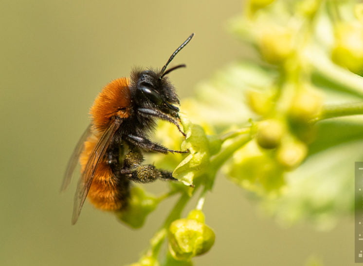 Rotpelzige Sandbiene (Tawny mining bee)