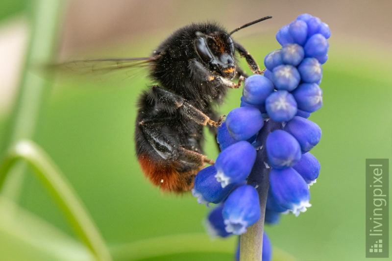 Steinhummel (Red-tailed bumblebee)