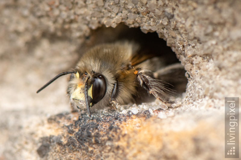 Frühlings-Pelzbiene (Hairy-footed flower bee)