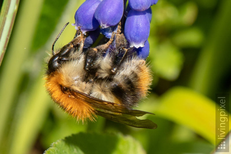 Ackerhummel (Common carder bee)