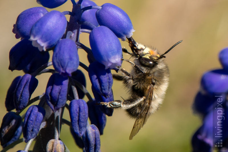 Frühlings-Pelzbiene (Hairy-footed flower bee)