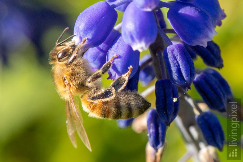 Westliche Honigbiene (Western honey bee)