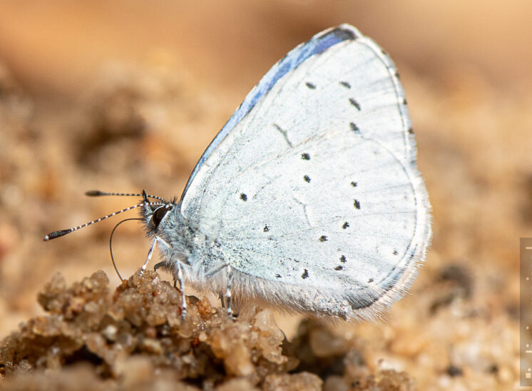 Faulbaum-Bläuling (Holly blue)