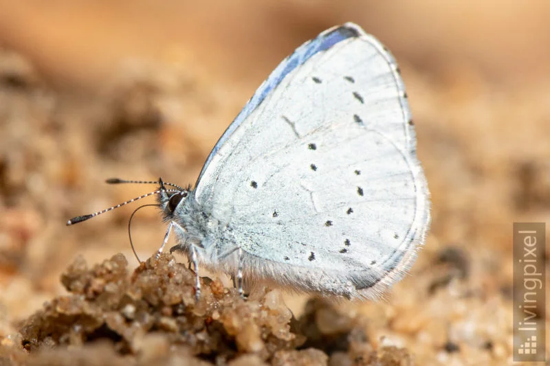 Faulbaum-Bläuling (Holly blue)