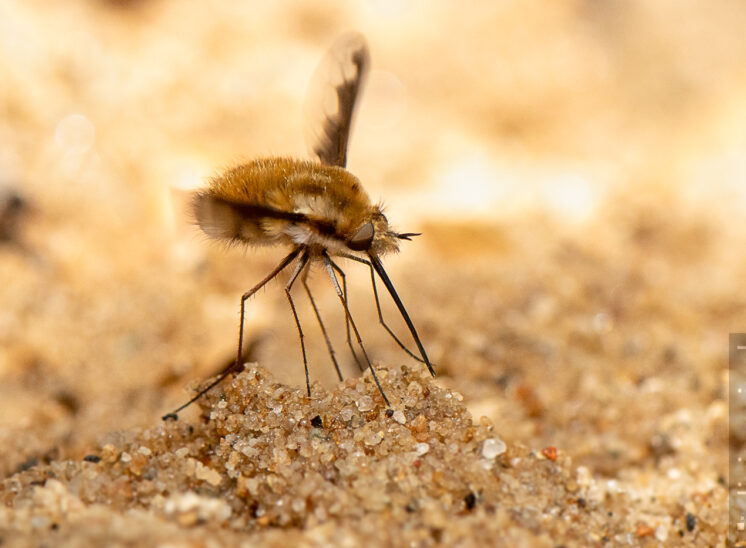 Großer Wollschweber (Large bee-fly)