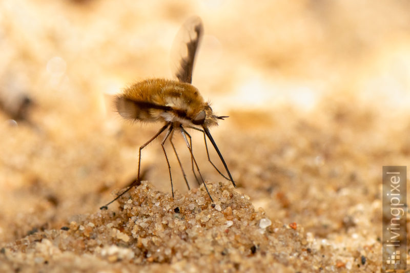 Großer Wollschweber (Large bee-fly)