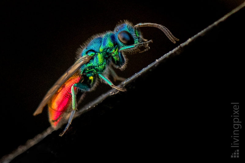 Goldwespe (Cuckoo wasp)