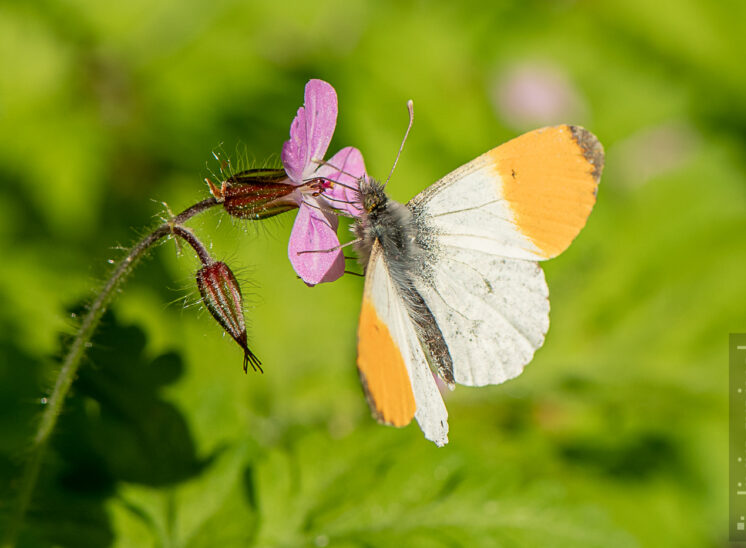 Aurorafalter (Anthocharis cardamines)