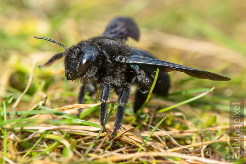 Große Holzbiene (violet carpenter bee)