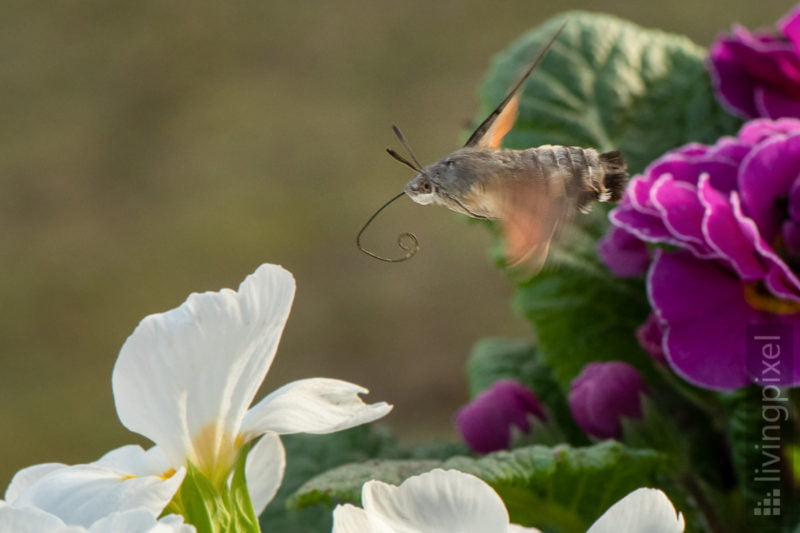 Taubenschwänzchen (Hummingbird hawk-moth)