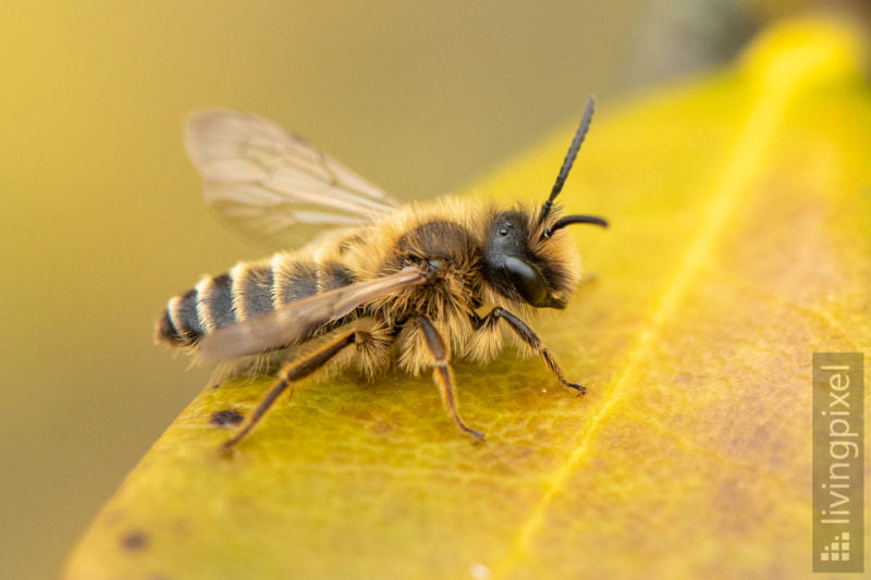 Gemeine Sandbiene (Andrena flavipes)