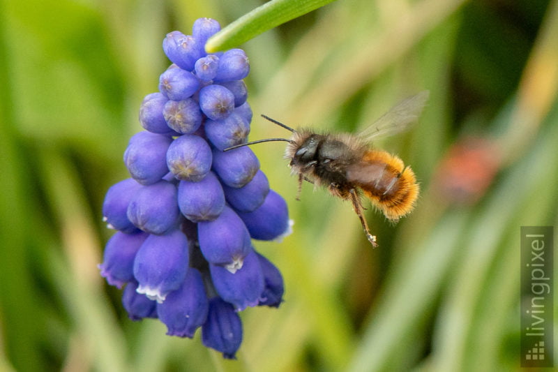 Gehörnte Mauerbiene, weibl. (European orchard bee)