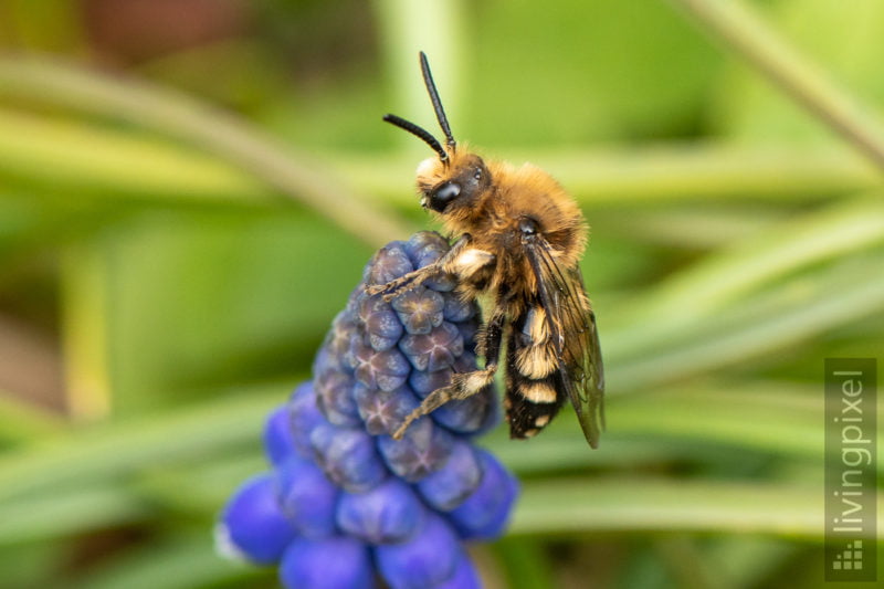 Gemeine Trauerbiene (Melecta albifrons)