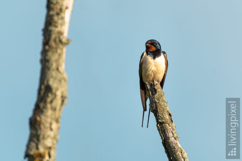 Rauchschwalbe (Barn swallow)