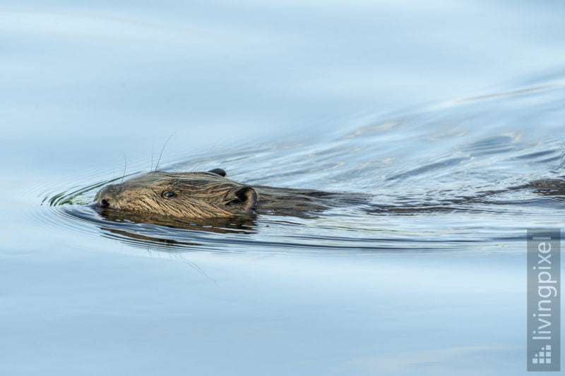 Biber (Beaver)