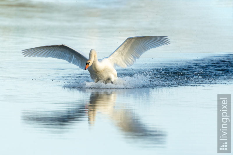 Höckerschwan (Mute swan)