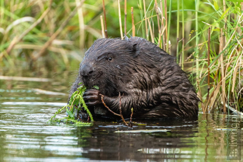 Biber (Beaver)