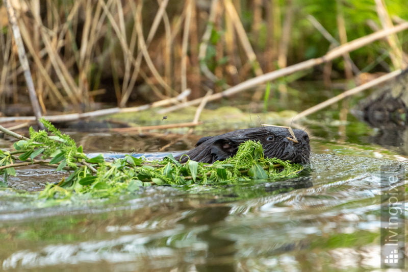 Biber (Beaver)