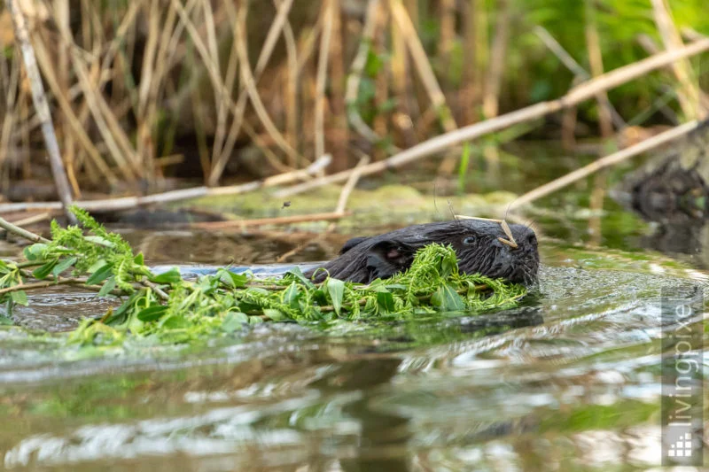 Biber (Beaver)