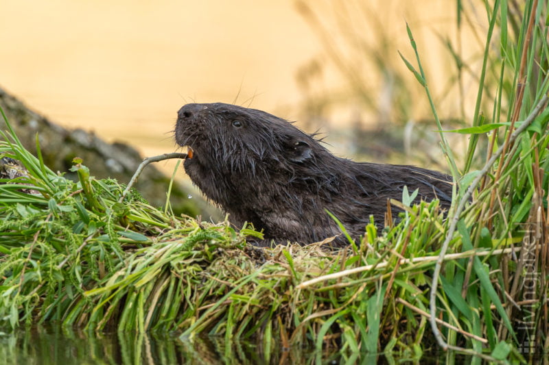 Biber (Beaver)