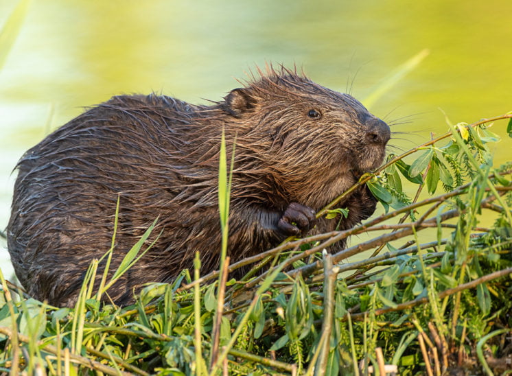 Biber (Beaver)