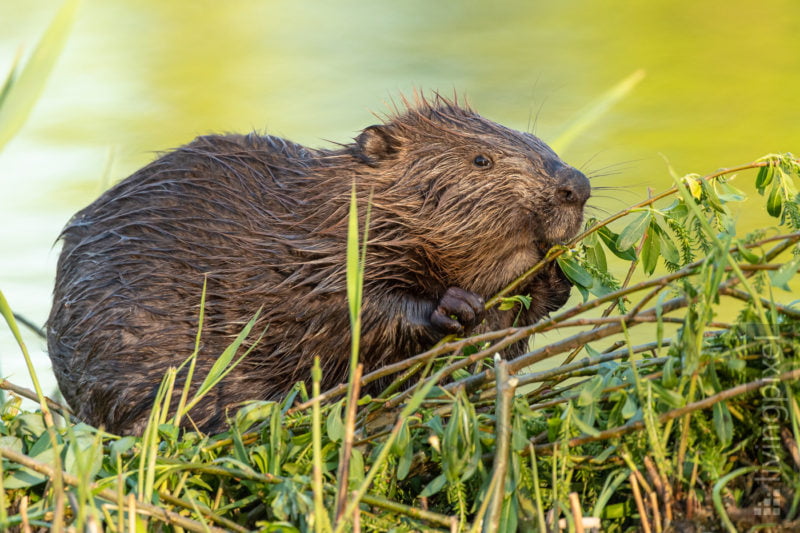 Biber (Beaver)