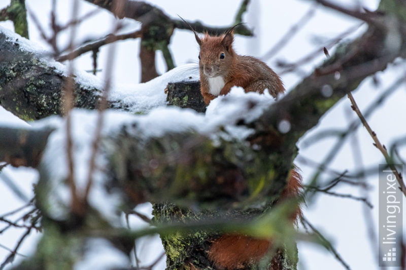 Eichhörnchen (Eurasien red squirrel)