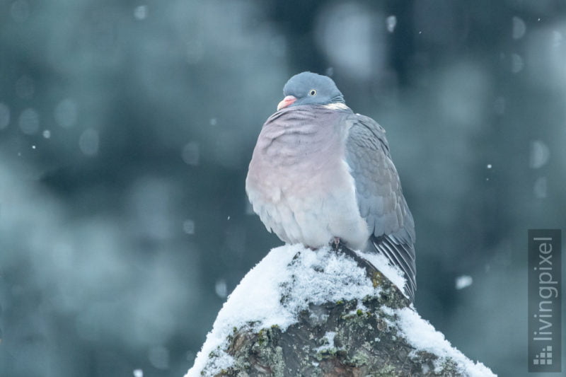 Ringeltaube (Columba palumbus)