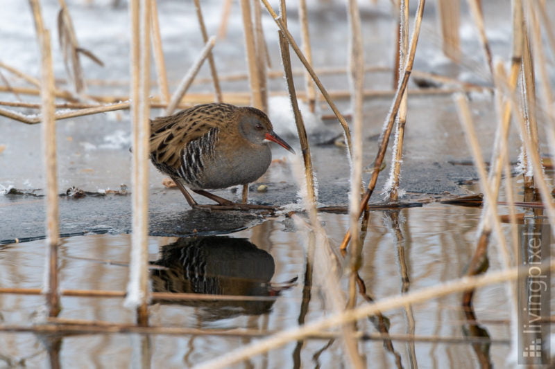 Wasserralle (Water rail)