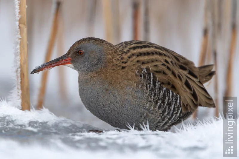 Wasserralle (Water rail)