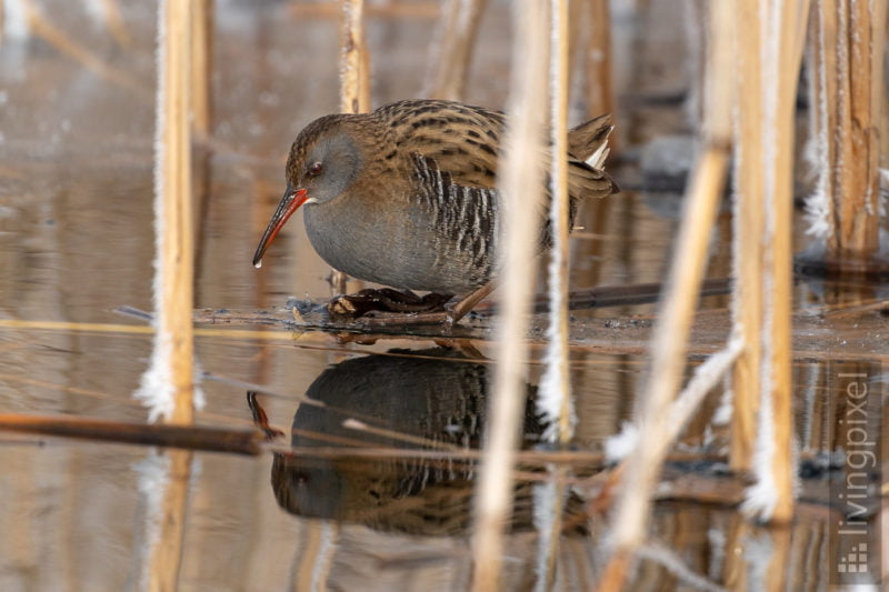 Wasserralle (Water rail)