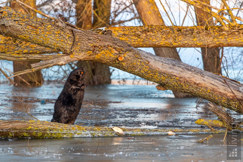 Biber (Beaver)