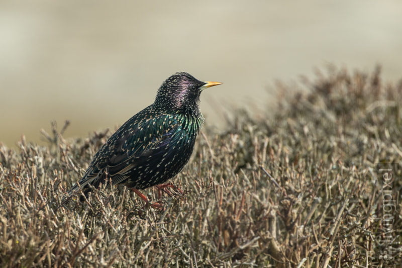 Star (Common starling)