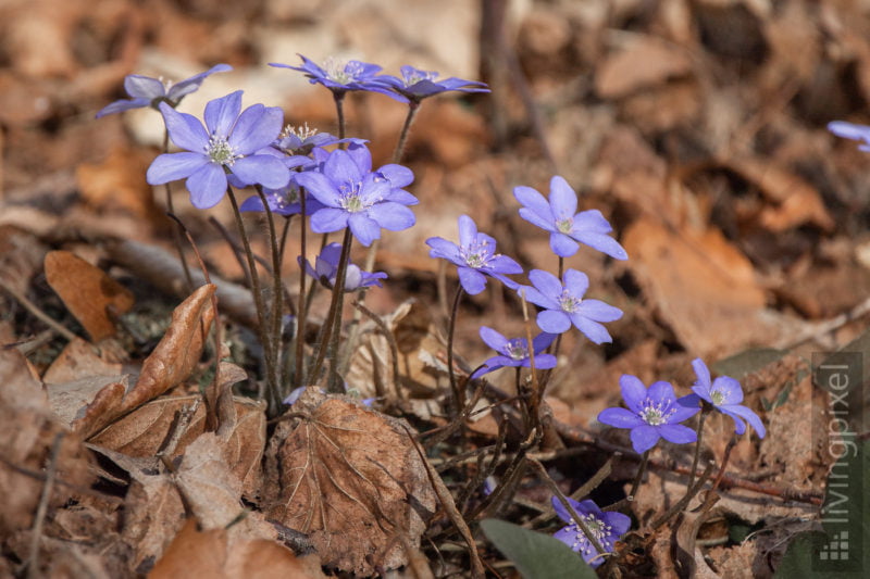 Leberblümchen  (Anemone hepatica)