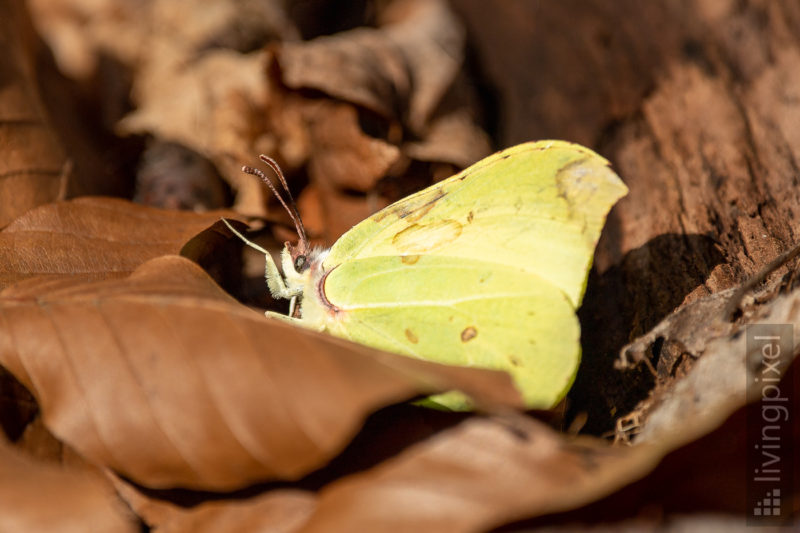 Zitronenfalter  (Common brimstone)