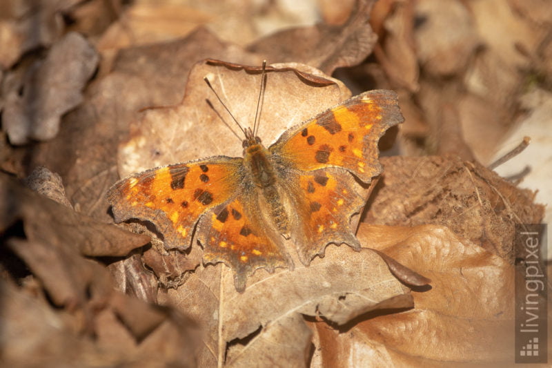 C-Falter (Polygonia c-album)