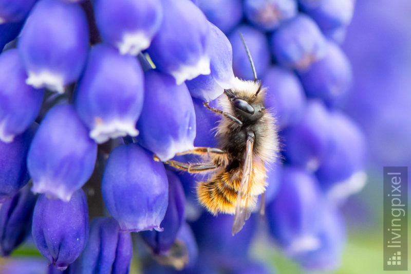 Gehörnte Mauerbiene, männl. (European orchard bee)