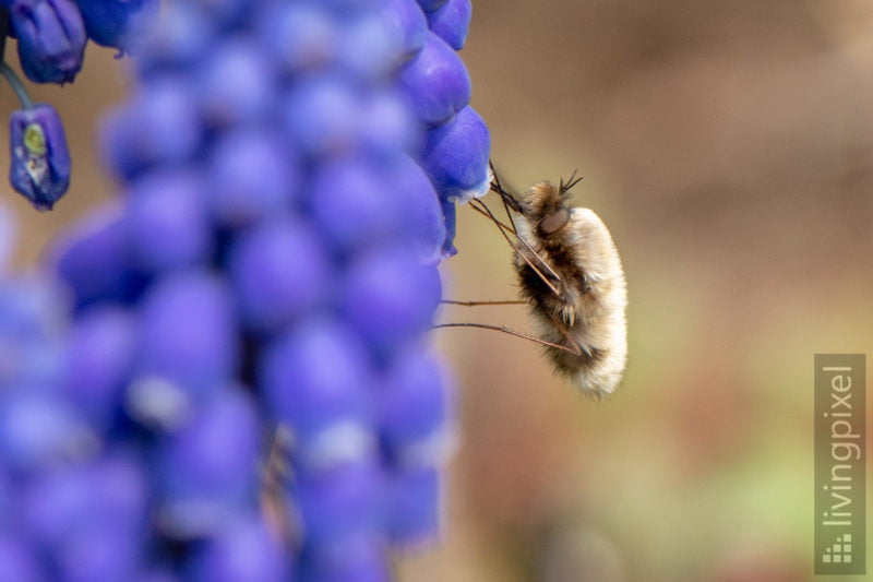 Großer Wollschweber (Large bee-fly)